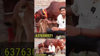 मक्खी बैठे तो मक्खी भी फिसल जाएगी cow rathicow sahiwalcows cattle deshicow dairyfarm shorts [upl. by Valli]