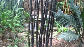 Bambusa lako Timor Black Bamboo [upl. by Nyrat198]