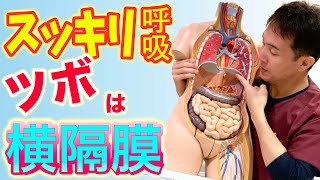 【自律神経失調症 呼吸】横隔膜を緩めてスッキリ呼吸！自律神経を整える【のむら整骨院 大阪】 [upl. by Darren517]