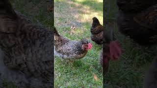 Cream Legbar chickens for backyard pets and eggs [upl. by Pearla]