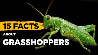 15 Fascinating Facts About Grasshoppers [upl. by Warrick]