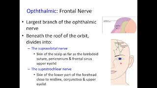 Trigeminal Nerve Part 1 Ophthalmic Branch V1 [upl. by Ogram]