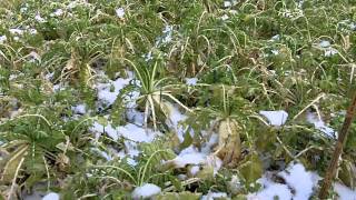 Cover Crop Plot 4 Crimson Clover and Radishes [upl. by Oicelem]