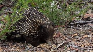 The chaotic world of echidna feeding [upl. by Fredella]