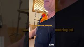 ⌨️🦜 Parrot Coworker 🎥 plutobirdie IG shorts [upl. by Chelsae452]