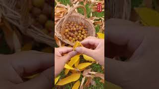 58 Pick up soapnuts and make bracelets worry free handmade  soapberry bracelets 新知creator [upl. by Ellicott]