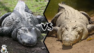 ALLIGATOR VS CROCODILE  Which is More Powerful [upl. by Ellehcirt]