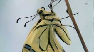 Papilio machaon  Otakárek fenyklový [upl. by Aneram]