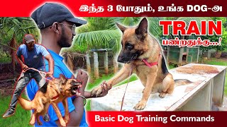 Dog Training  Basic Commands  How to Train a Puppy  Dog Training Tamil  Dogs Playing  Gsd Dog [upl. by Nessie276]