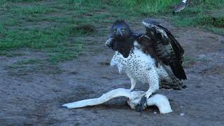 Martial Eagle Killing Sacred Ibis [upl. by Siocnarf332]