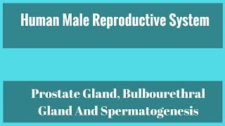 Prostate Gland Bulbourethral Gland And Spermatogenesis [upl. by Colburn984]