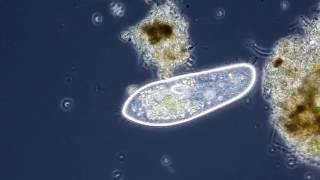 Das Pantoffeltierchen Paramecium caudatum [upl. by Imelda]