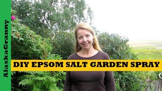 DIY Epsom Salt Garden Spray  Make Magnesium Spray Plant Nutrient [upl. by Nelleoj]