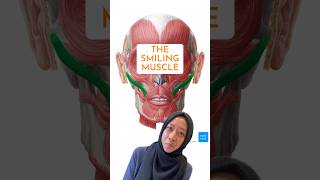 Which facial muscle is used in smiling anatomy [upl. by Karyn]