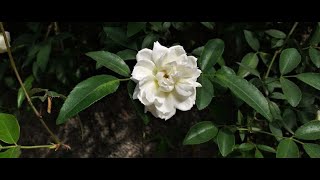 How to grow amp care Rosa Banksiae  Alba Plena  White Lady Rose Vine [upl. by Papst]