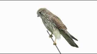 juvenile Common Kestrel  Falco tinnunculus  Torenvalk  Mortsel  Belgium  September 2024 [upl. by Deelaw417]