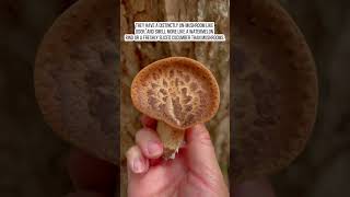 What is dryads saddle aka pheasants back mushroom mushroomhunting [upl. by Ettenuj]