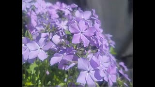 Transplanting native shrubs and perennials from frostfree pots [upl. by Gloria]