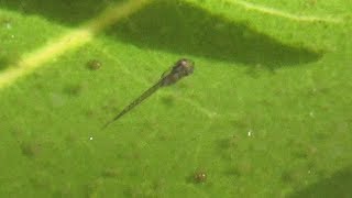 Reasons to Raise Gourami and Guppy Fry Together [upl. by Toney]