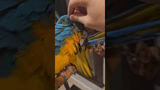 So Many Pin Feathers 🥺 shorts macaw birds parrot [upl. by Ardnauq]