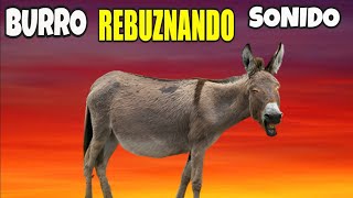 🐴 BURRO REBUZNANDO Sonido [upl. by Notnirt]