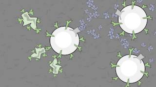 Video 11 Antigen Eating Phagocytes [upl. by Sissie781]