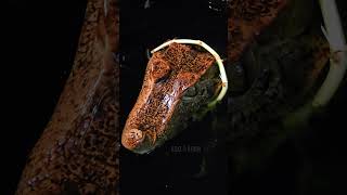 Floki the Cuviers Dwarf Caiman share reptiles trending shorts subscribe follow new best [upl. by Eserehc]