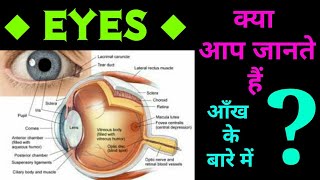 Eyes आँख से सम्बंधित महत्वपूर्ण तथ्य science biology science video classStudy 91 Nitin sir [upl. by Aimas]