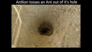 Ant Lions in Michigan [upl. by Cristian]