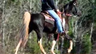 Smooth Classy Easy Gaited Tennessee Walker Trail Horse For Salewmv [upl. by Rudie]