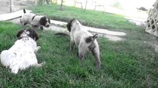 Wirehaired Pointing Griffon puppies pointing  Jackie n Todds Puppies on a bird wing [upl. by Tartan]