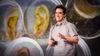 This scientist makes ears out of apples  Andrew Pelling [upl. by Eniluap]