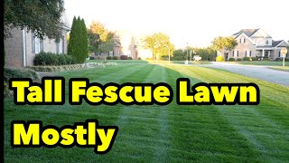 Tall Fescue Lawn Striping What To Do Next [upl. by Nahsed]