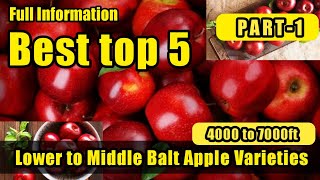 Top 5 Apple Variety Part1 Lower to Middle Belt Elevation 2021MSC Apple Orchards [upl. by Wilden565]