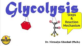 Glycolysis step by step explanation competitiveexams [upl. by Morgenthaler]