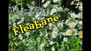 Fleabane Identification and Fun Facts [upl. by Niala222]