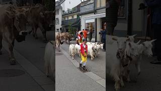 Alpabzug durch die Hauptgasse von Appenzell switzarland cowparade appenzellerland brauchtum [upl. by Lowell]