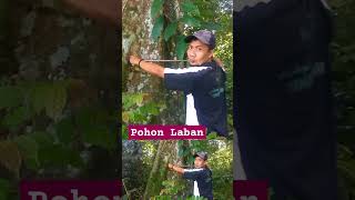 POHON LABAN Vitex pubescen DI HUTAN KALIMANTAN [upl. by Akyssej]