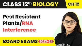 Pest Resistant PlantsRNA Interference  Class 12 Biology Chapter 12 NCERTNEET 202223 [upl. by Bathsheb]