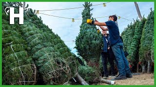 How Christmas Tree Farming and Harvesting  Christmas Tree Cultivation TechnologyHappyFarm85 [upl. by Eldreeda592]