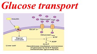 Glucose transport from liver to blood cell [upl. by Omolhs]