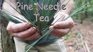 Pine Needle Tea A StepbyStep Guide [upl. by Samy]