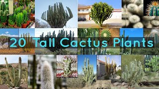 20 Tall Cactus Plants to Grow At Home [upl. by Enicnarf180]