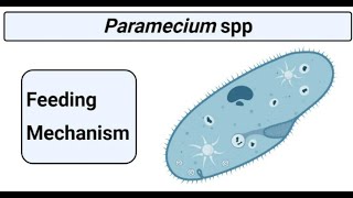 Feeding mechanism in Paramecium [upl. by Harmaning]