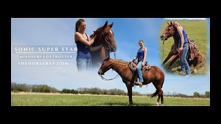 quotMeet Limiquot Registered Missouri Foxtrotter Mare For Sale TrailGaitedYouth [upl. by Sleinad]