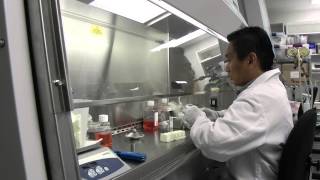 Malaria culture Cryopreservation [upl. by Cherrita197]