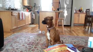 PitbullBoxer mix howling [upl. by Mcclish998]