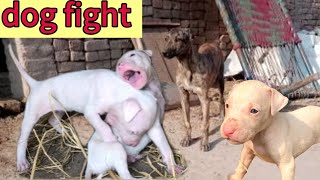 dog fight  gultair dog  puppies 🐕 dog doglovers [upl. by Bor338]