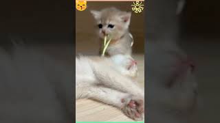 Kittens first playtime 🐱😍quotCuteanimals ytshorrs short viral [upl. by Namwob]