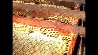 9082024 BEES Taking the first honey crop from the swarm hives [upl. by Herrod]